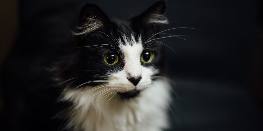 Кот из Долгопрудного попал на операционный стол из-за швейной нити