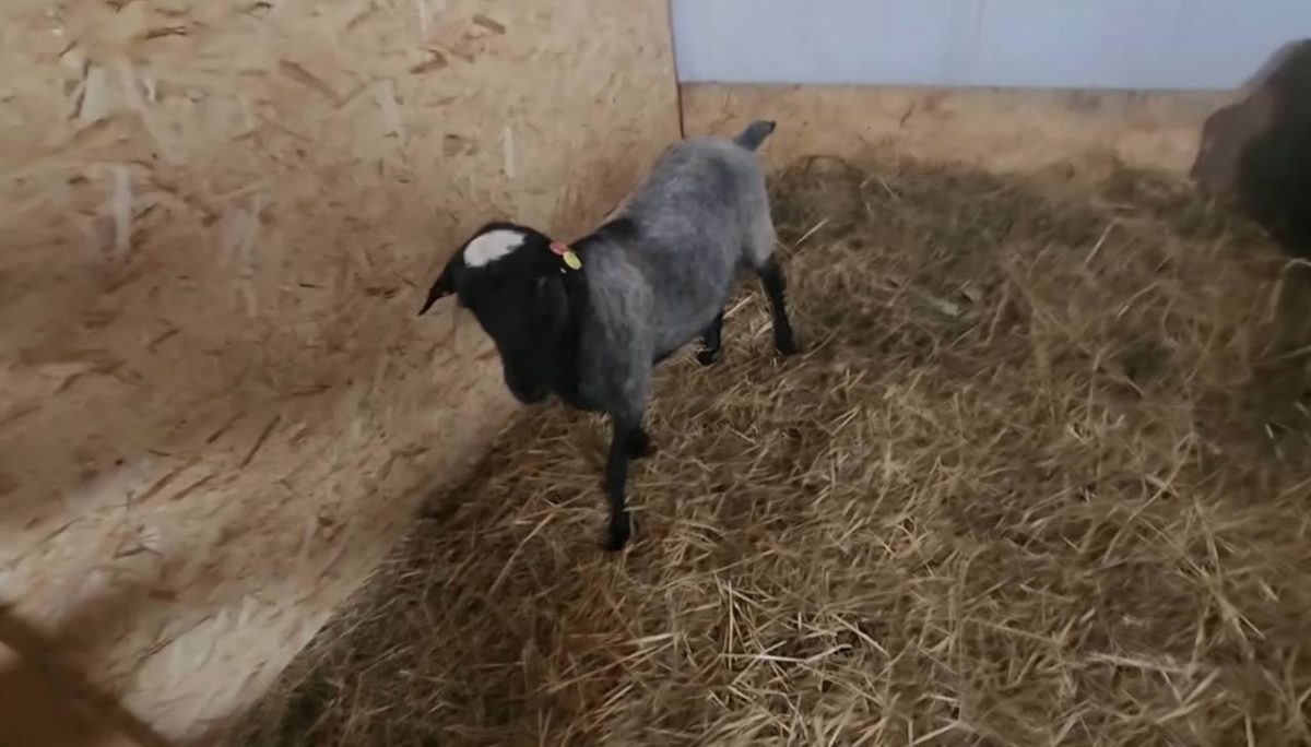    По словам Аренда Фейнстра, баран испугался звука трактора, перепрыгнул забор и сбежал из загона в лес