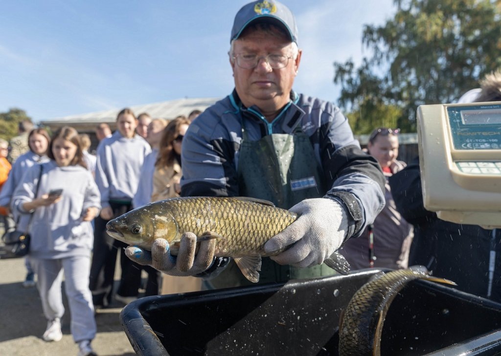    Теперь в городском пруду плавают 400 особей белого амура возрастом 2 года
