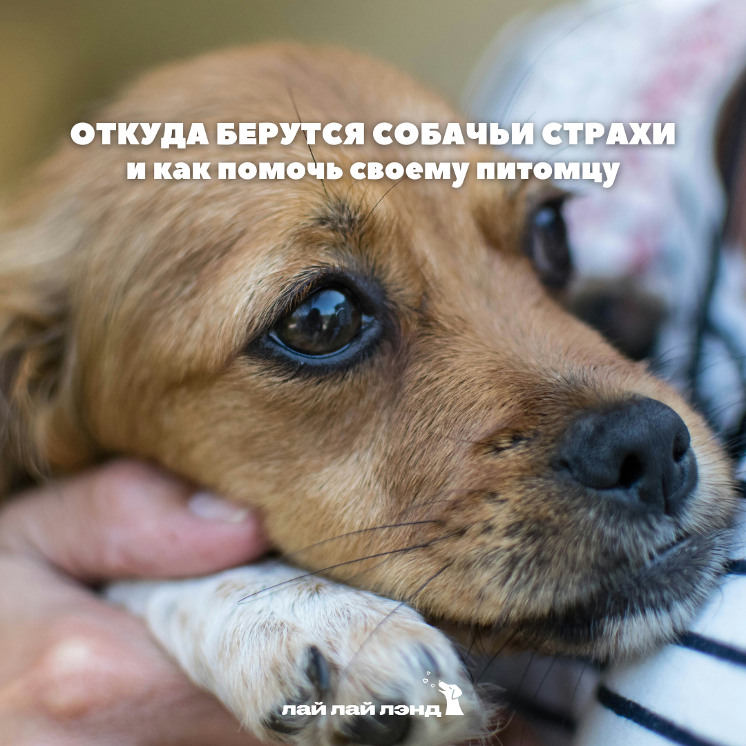 Лай-Лай Лэнд: cамое доброе комьюнити, где собаки — часть семьи 💙
