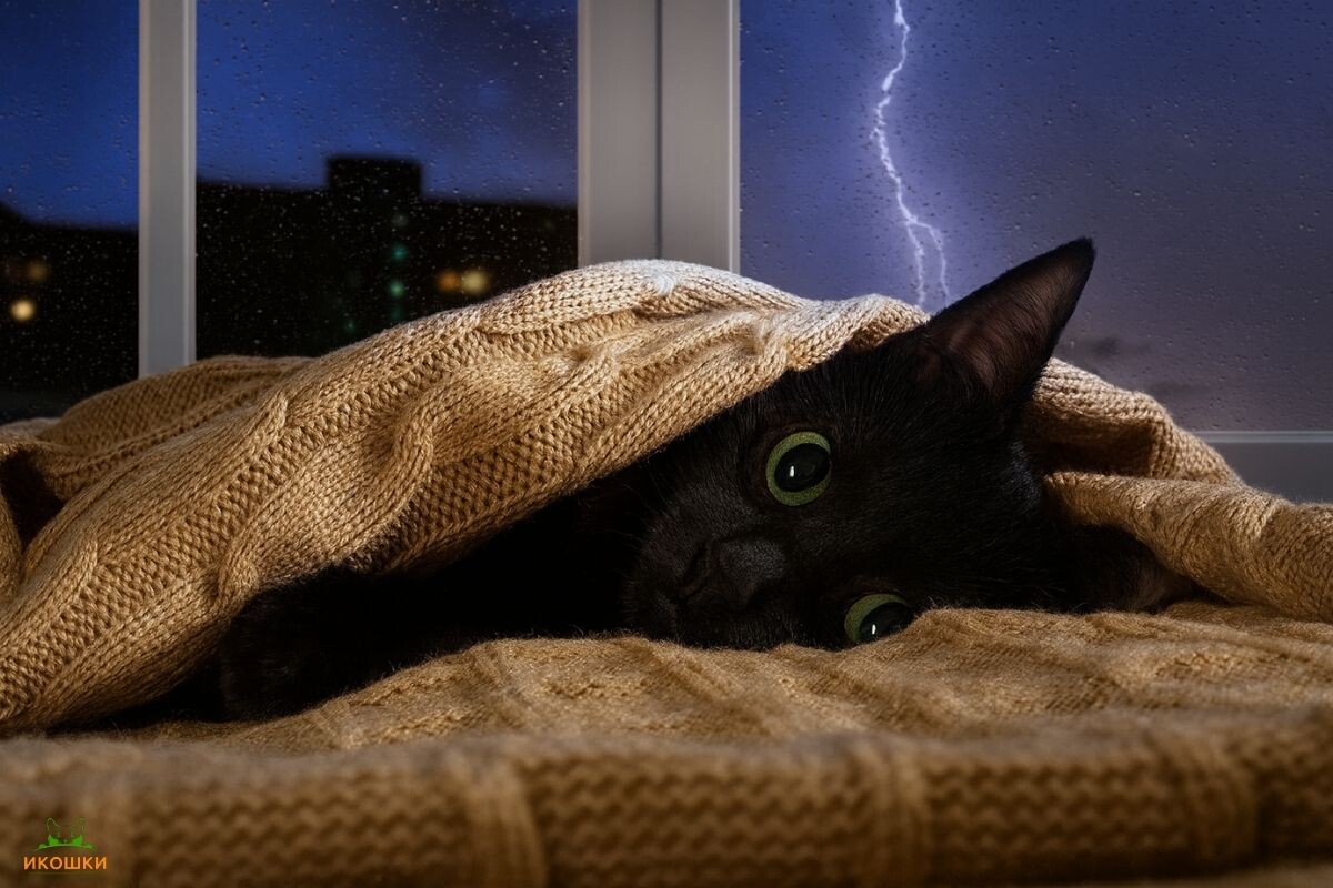 Кошка боится грозы