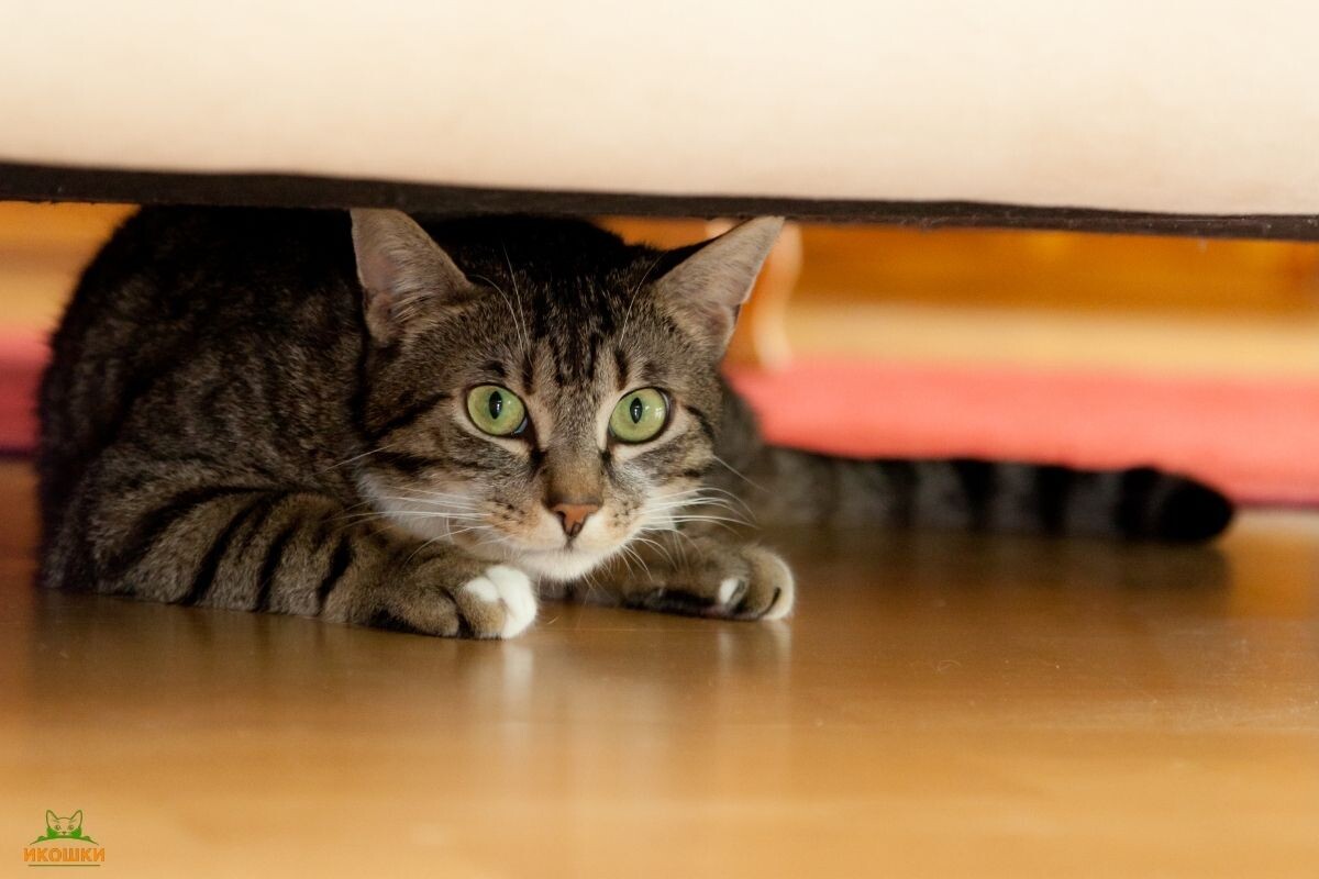 Кошка боится 