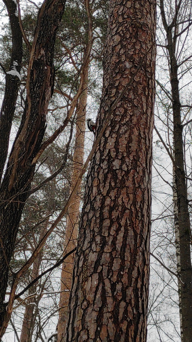 Большой пёстрый дятел, Покровское-Стрешнево