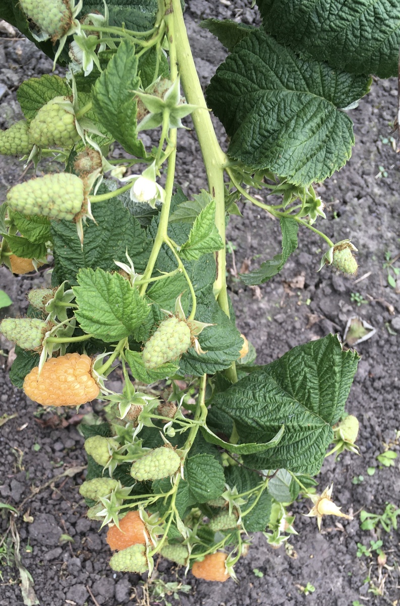 Ветки падают под тяжестью ягод