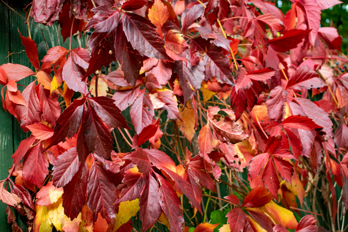Листья и краски. Творите с природой. Фотография автора статьи. 