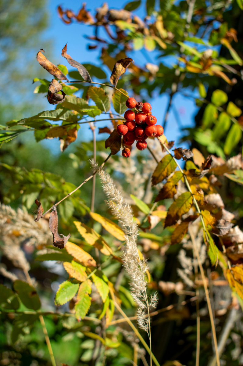 Золотая пора. Краски осени. Фотография автора статьи. 