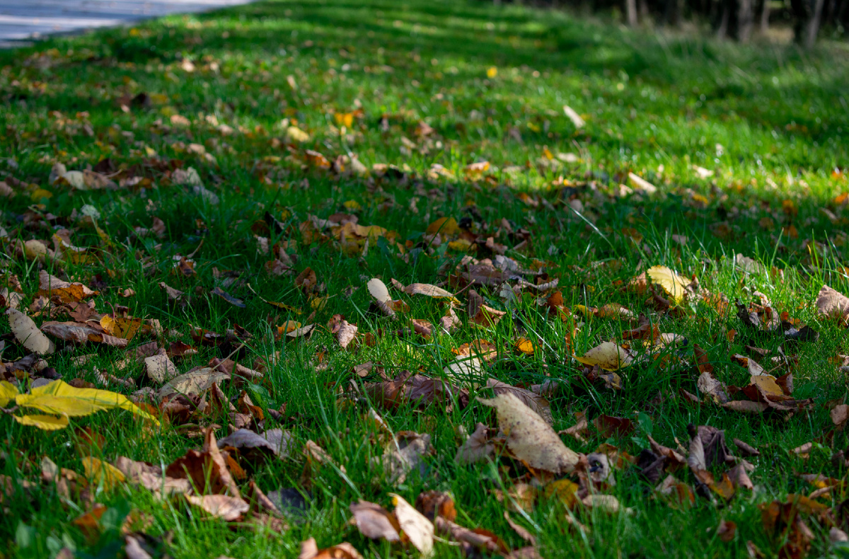 Всё происходит закономерно. Одно сменяется другим, и каждый год мы встречаем новый сезон по-своему, получая незабываемые впечатления от увиденного. Фотография автора статьи. 