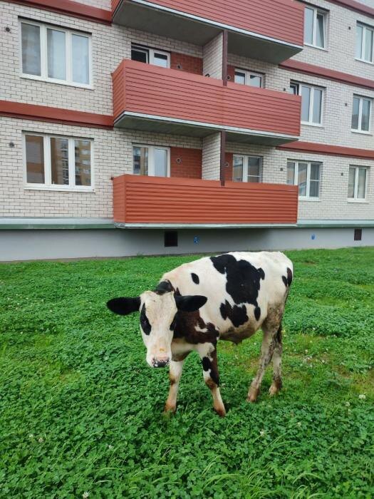 Коровка на выгуле
Фото: ПАИ