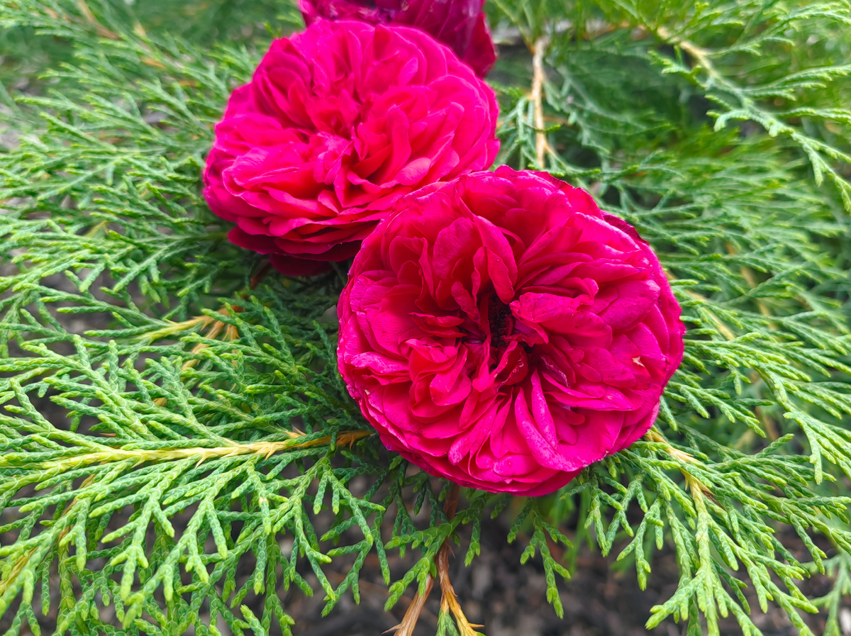 Розы на фоне хвойных смотрятся замечательно!