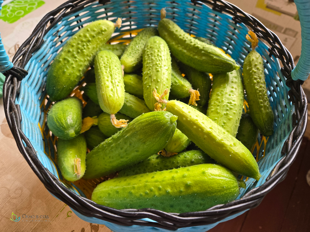 Фото из личного архива автора. 