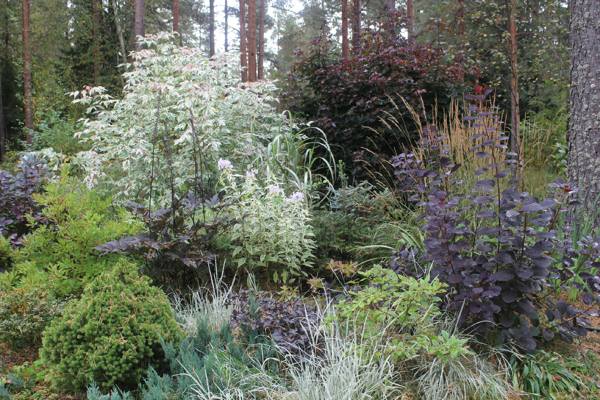 Сентябрь в нашем саду