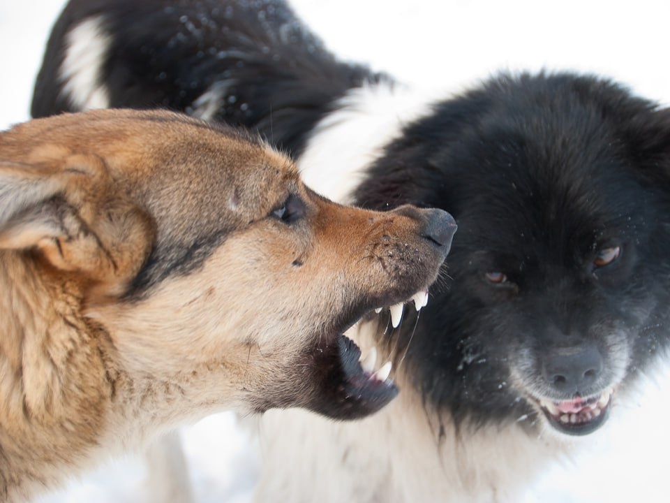    Фото: istockphoto.com/toxawww