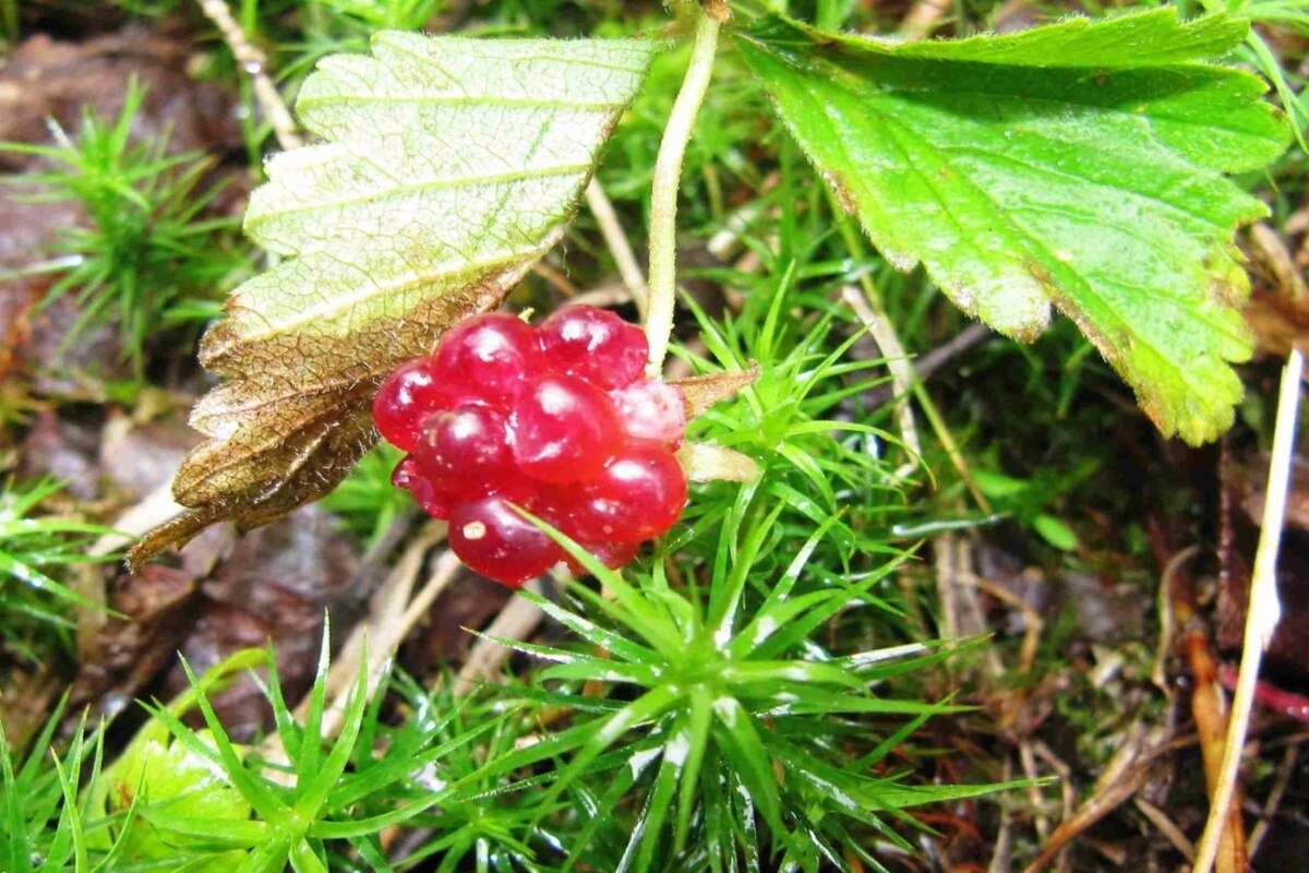    Фото: нацпарк «Таганай»