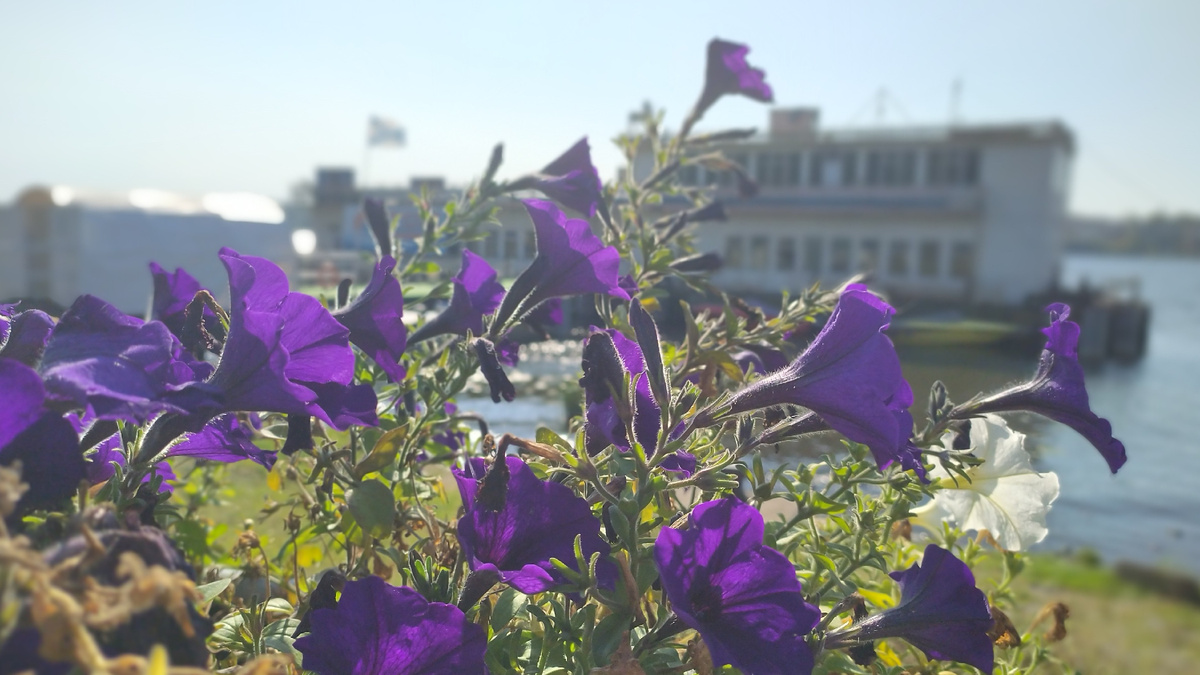 Первое, что я сфотографировала вернувшимся из ремонта телефоном – фиолетовый ветер над Волгой