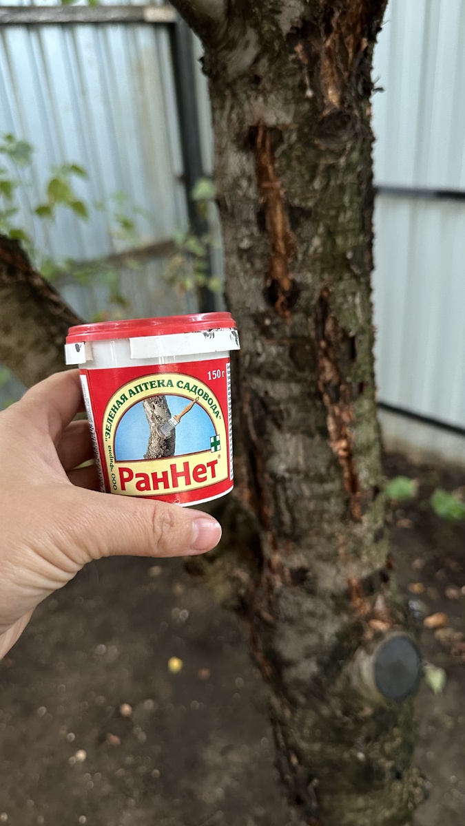 Все спилы и трещины закрываю от инфекций подобными пастами: ранносан, раннет и т.д.