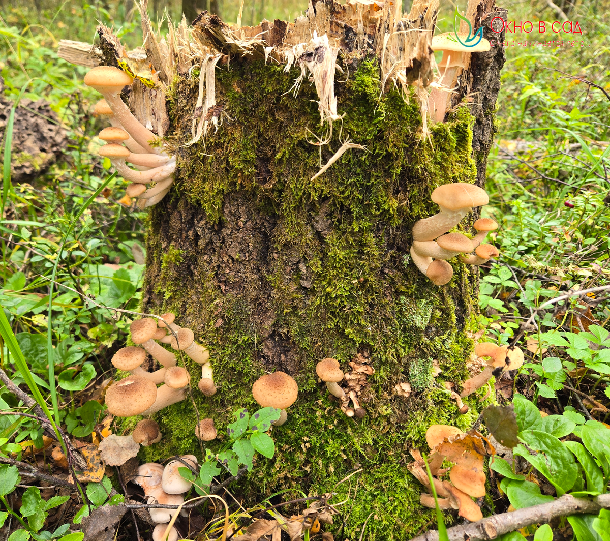 Фото из личного архива автора. Леший 2025