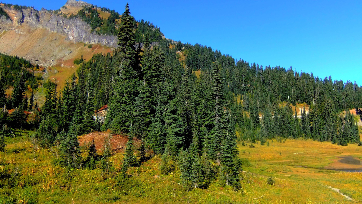 Леса Хингана