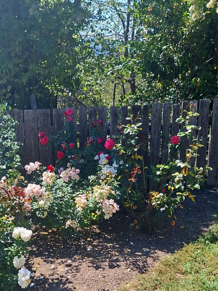 И не только розы.