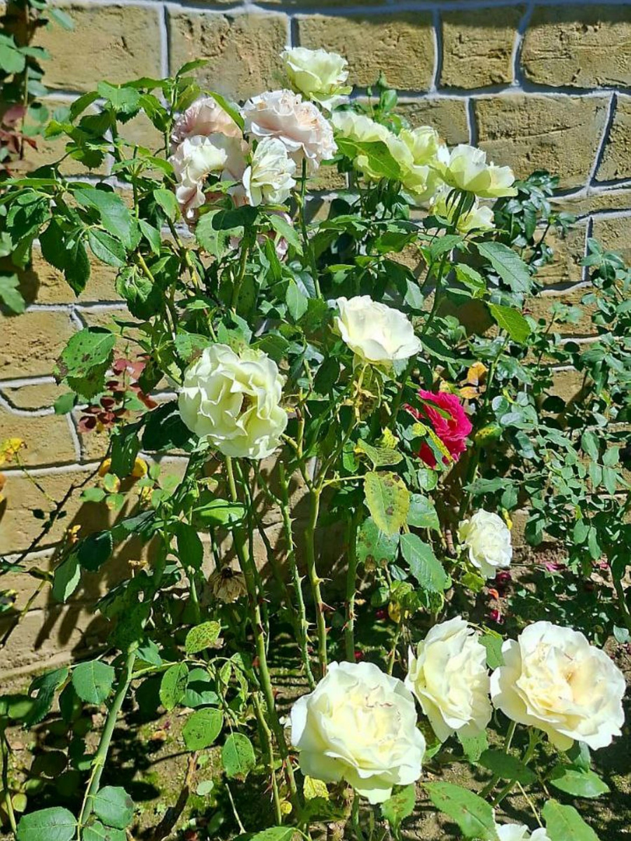 Сентябрьские розы (публикуем с разрешения их хозяйки).