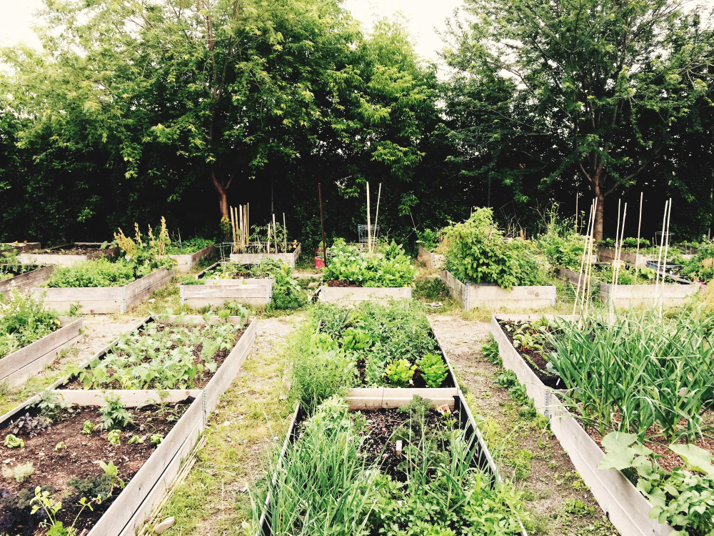 Узкий участок с огородом