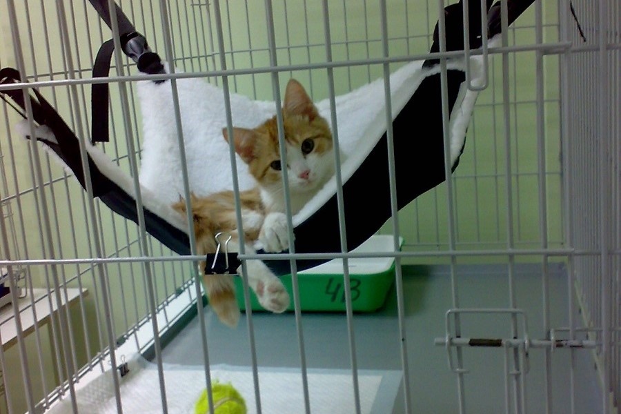 Постояльцы зооотеля «Кошкин Дом»
