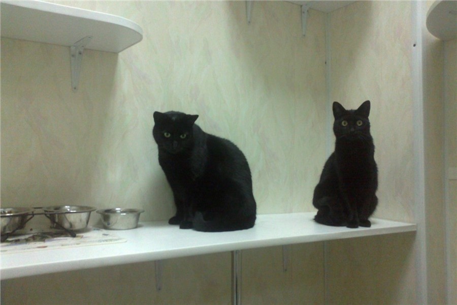 Постояльцы зооотеля «Кошкин Дом»
