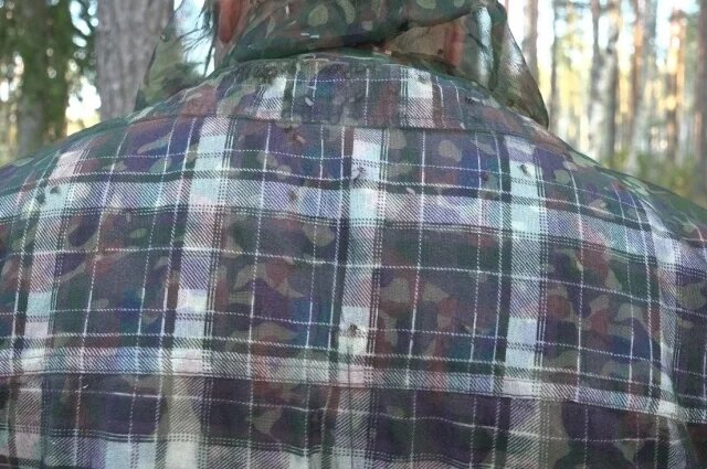    Чем опасны лосиные вши и как с ними бороться?