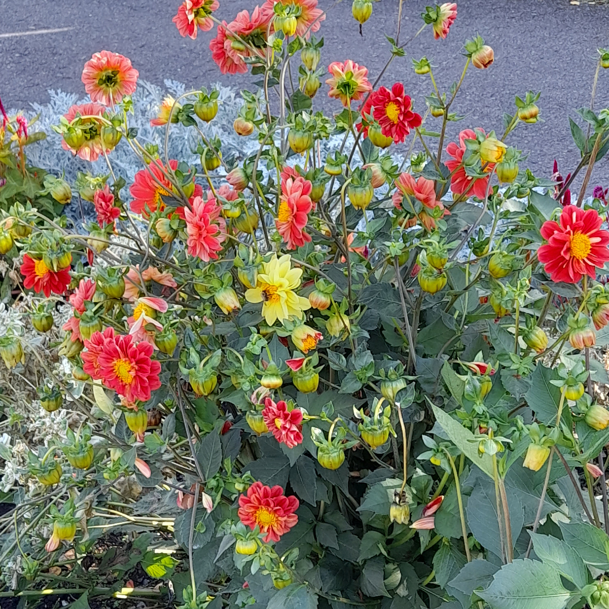 Фото автора. Санаторные цветы