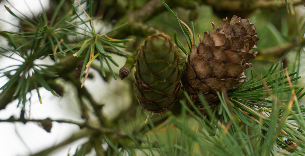 В Свердловской области высадят тысячи деревьев в рамках акции