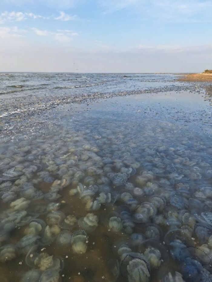 Иллюстрация: Пресс-служба АзНИИРХ