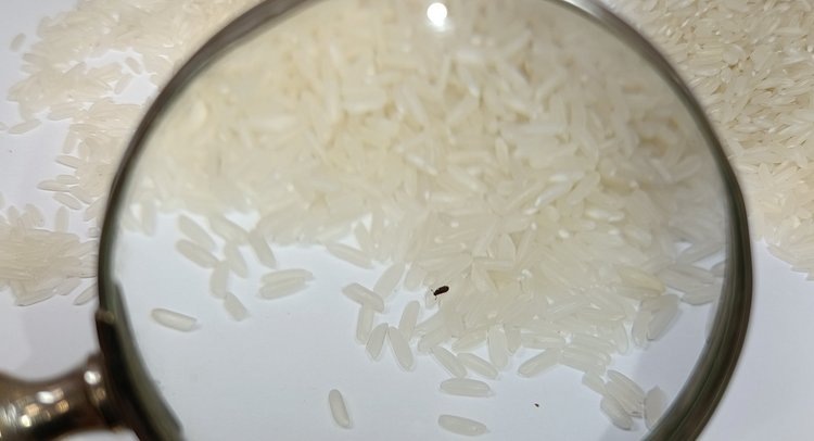    Фото: ФГБУ ЦОК АПК