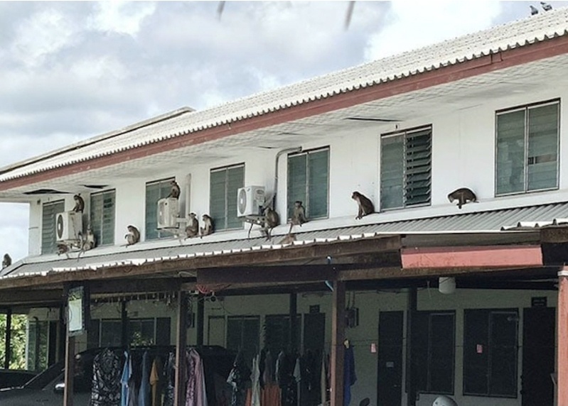 В городе Лопбури, известном как «город обезьян» в Таиланде, более сотни обезьян сбежали из своих клеток и на несколько часов захватили территорию, включая полицейский участок