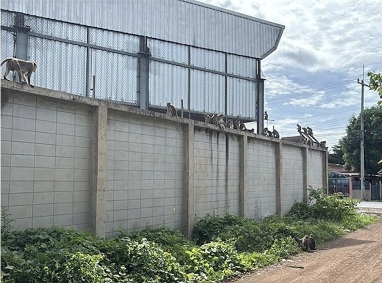 Более ста обезьян трясли решетки, ломали замки, громко кричали и ринулись на волю