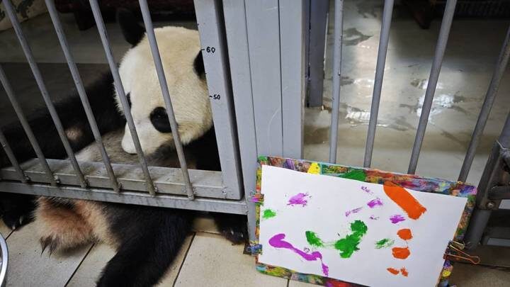 В Московском зоопарке показали рисунок, сделанный пандой Катюшей