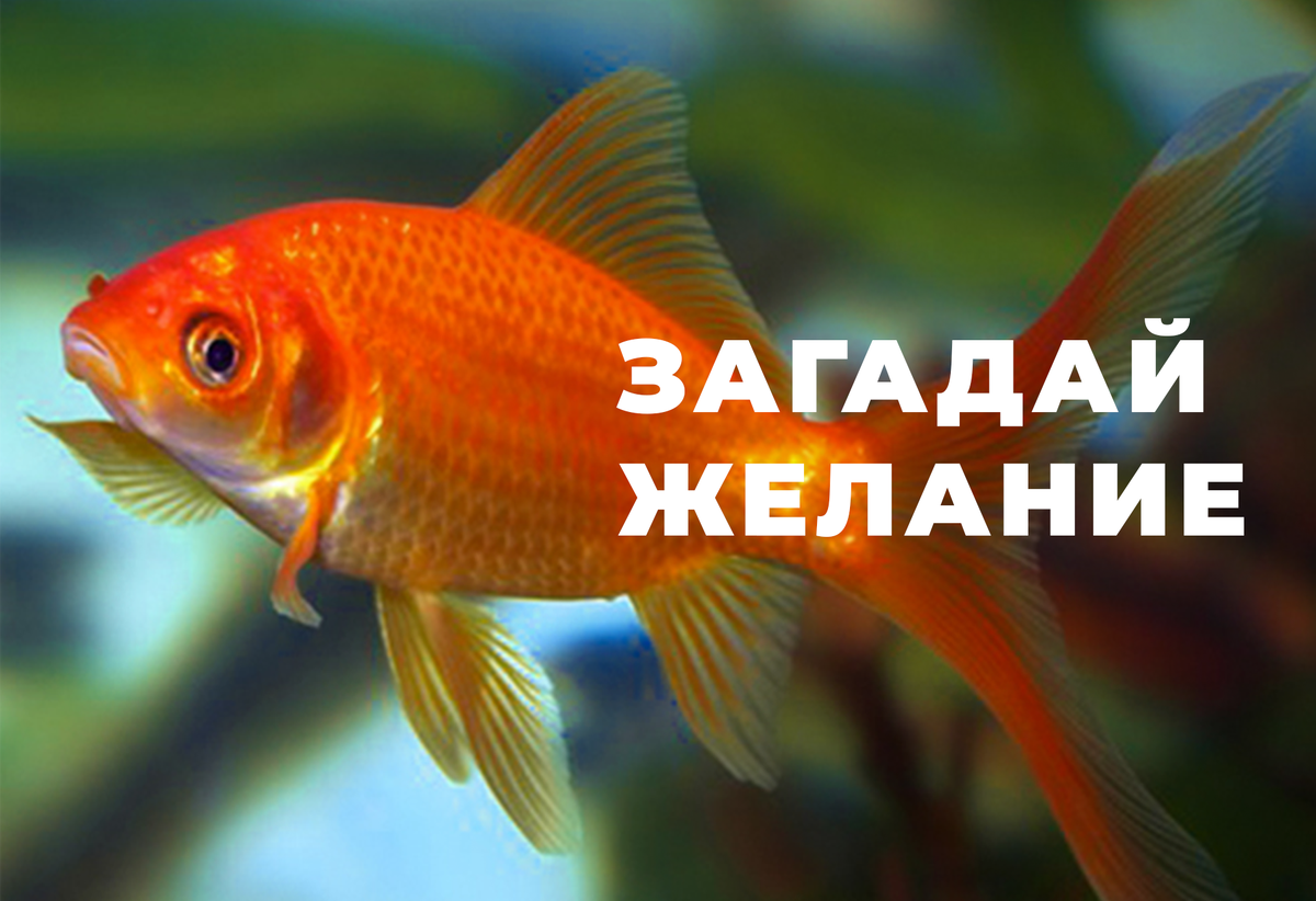 Комета