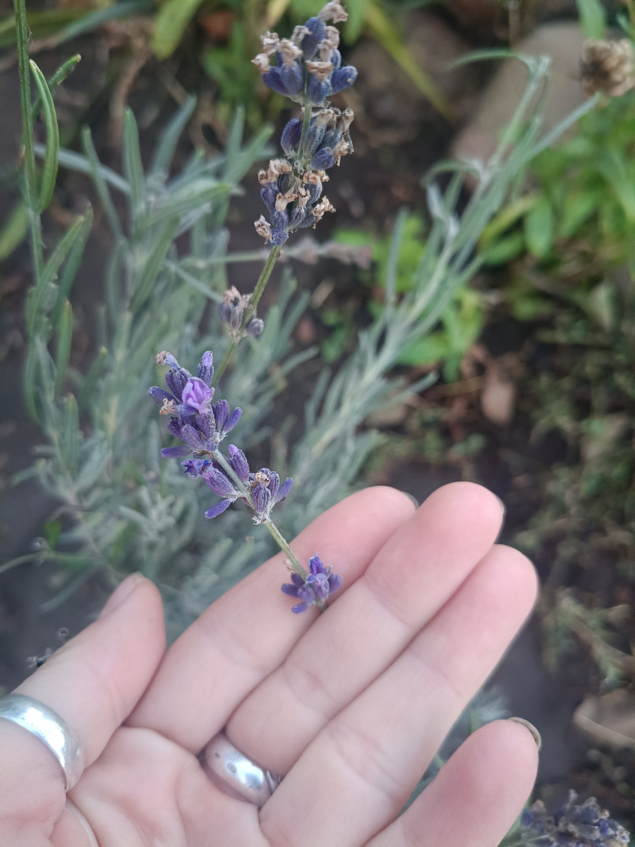 Цветы лаванды