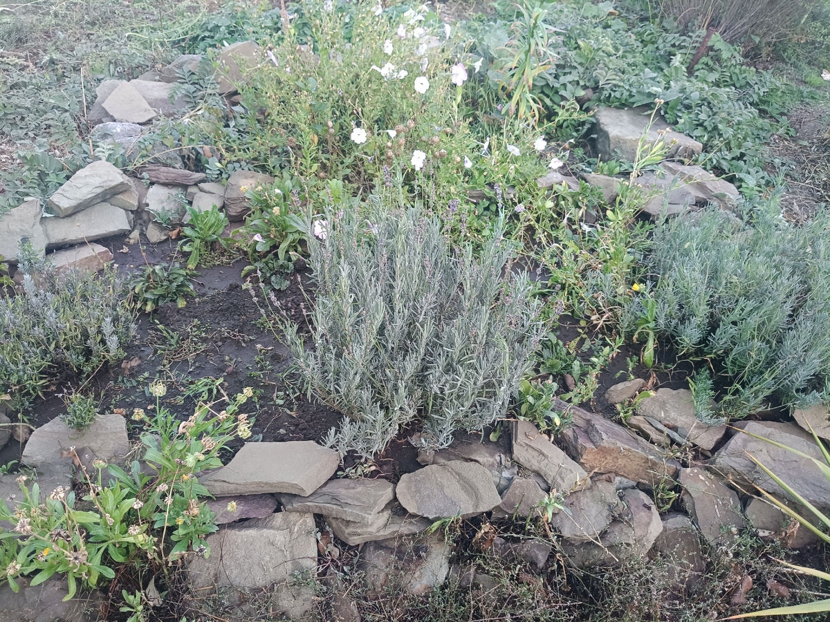 ЛаванДа в каменной горке