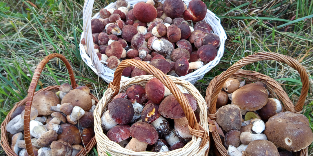 Мещерские грибные путешествия или как прокатиться на боровой волне. Секретами грибных мест делится московский грибник