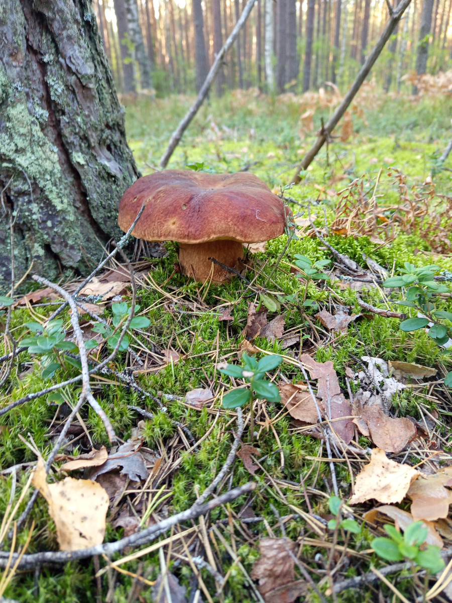 Белый гриб сосновый