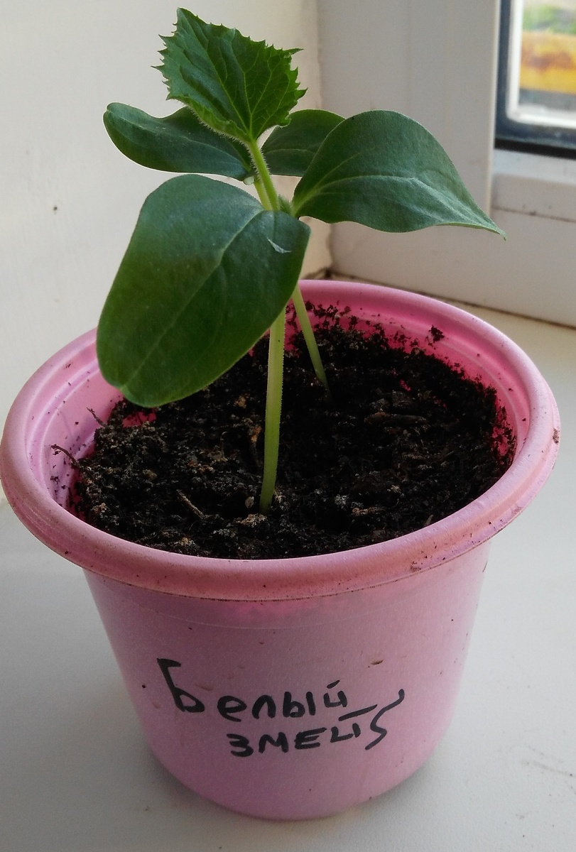 Рассадный экземпляр. Фото: Зеленая леди, сад, семья и томатный сок