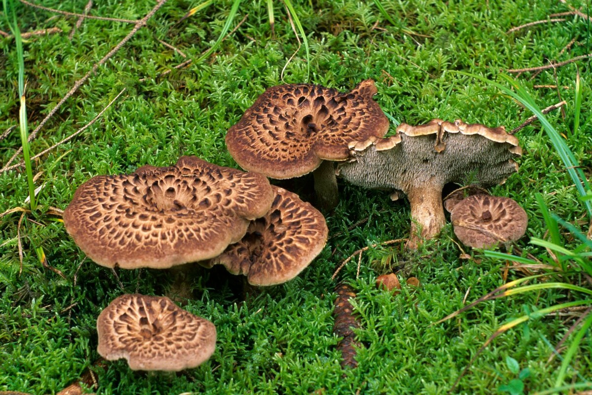     / Источник: © Global Look Press