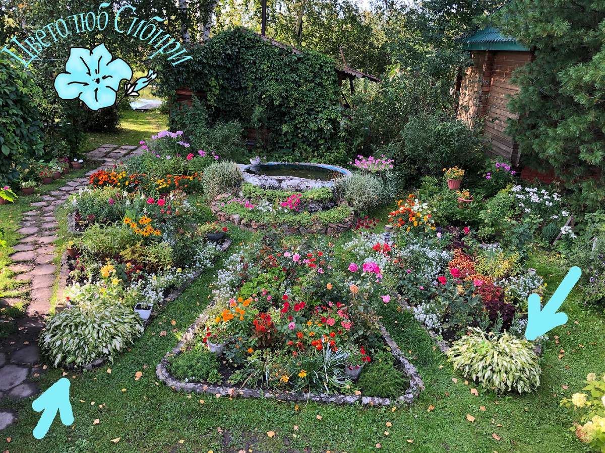 Хосты Медуо Вариегата в моем цветнике