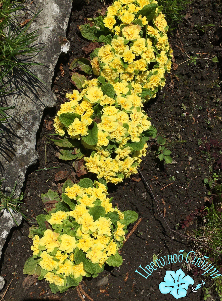 Моя примула серии Belarina