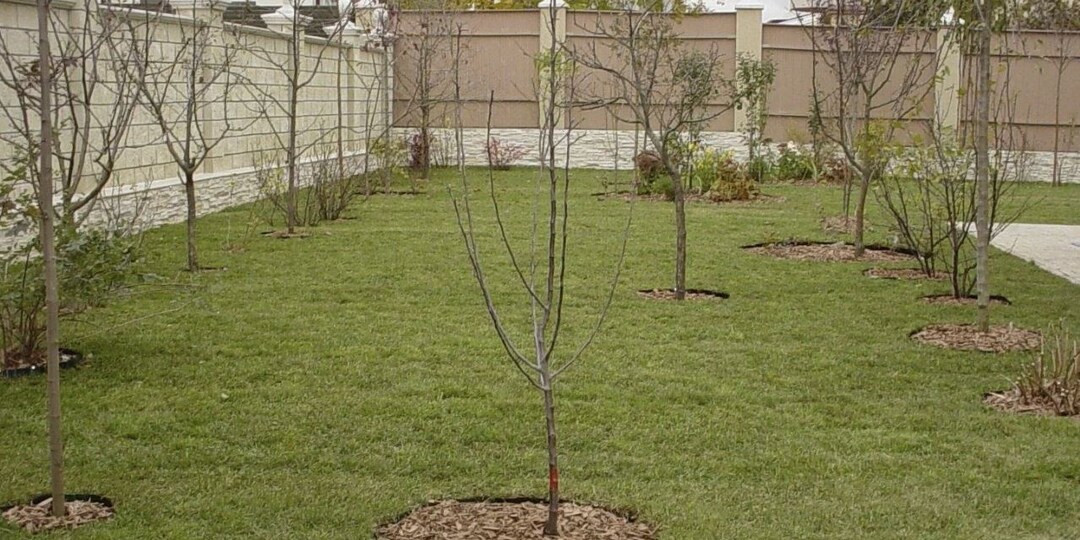 Посадка черешни в средней полосе: выбираем защищённое место и тёплую грядку