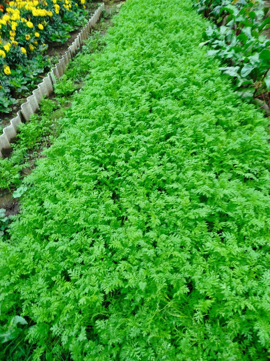 Фацелия после садовой земляники.