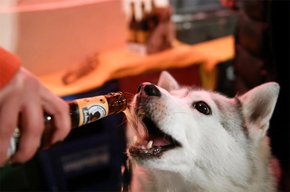    Ветеринар Шеляков рекомендовал давать собачье пиво питомцу по праздникам