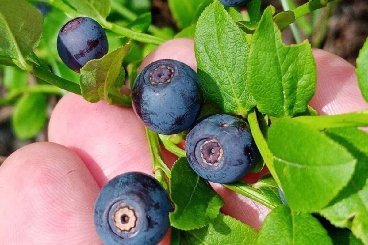    Фото: Людмила Буздалова