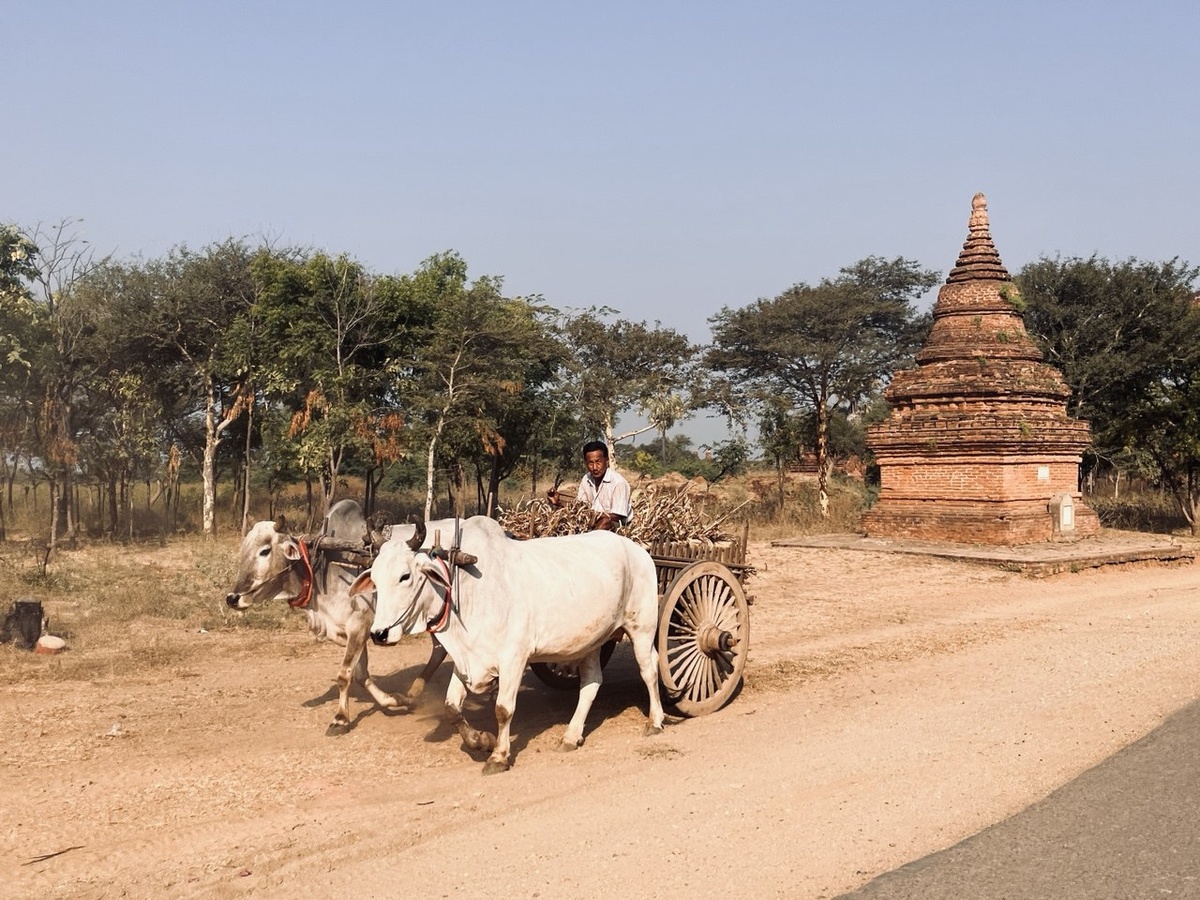 Баган и транспорт на улицах