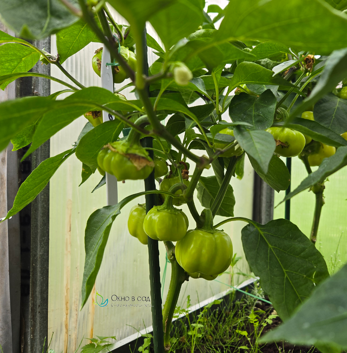 Фото из личного архива автора