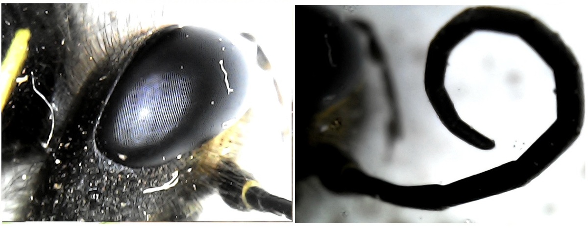 Какое-то перепончатокрылое. Возможно небольшая оса.